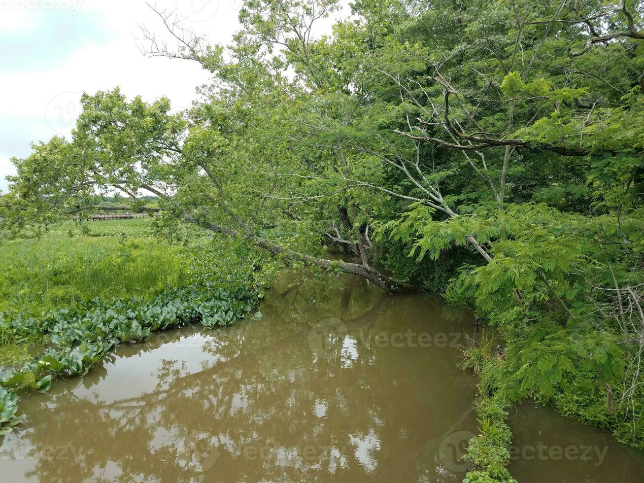 grüne Pflanzen mit Wasser in Feuchtgebieten oder Sumpf foto