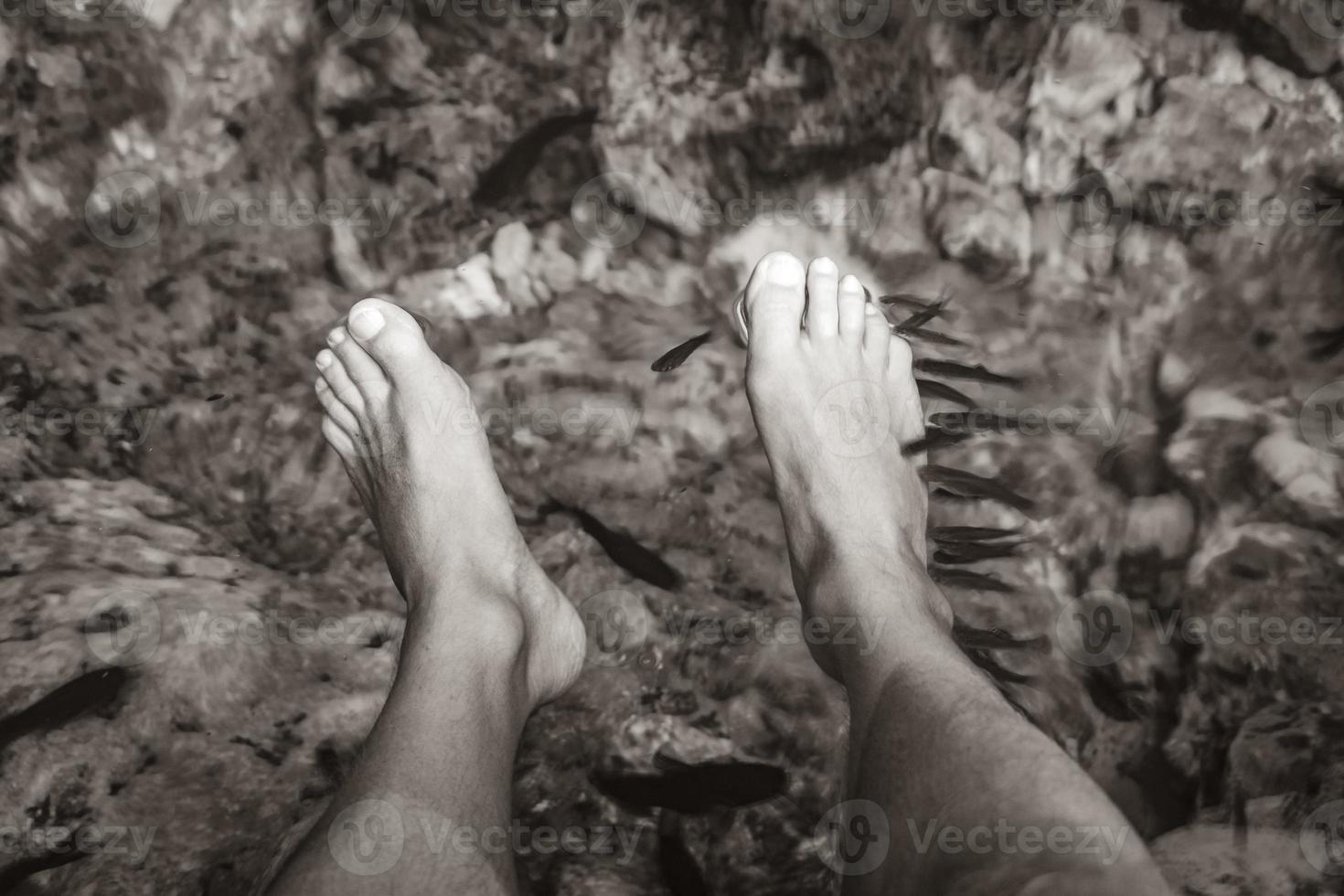 fische beißen füße im wasser cenote tajma ha mexiko. foto