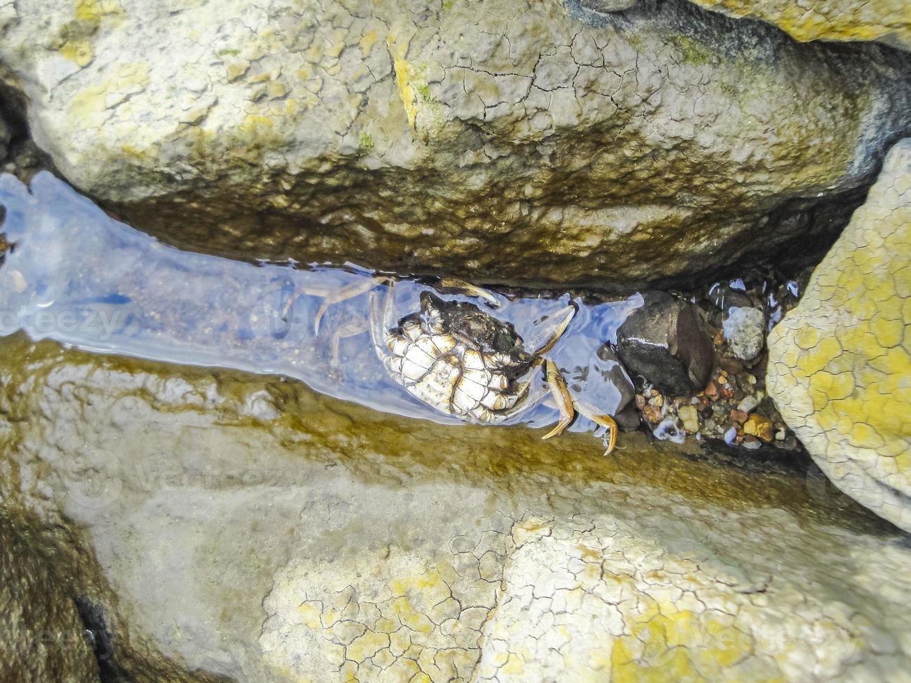 wattenmeer wattenmeer küste krabben garnelen muscheln weihe sand deutschland. foto