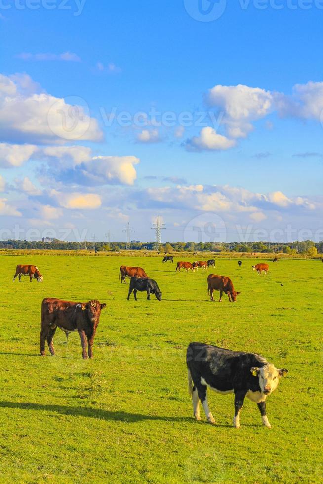 norddeutsches landwirtschaftsfeld mit kühen natur landschaft panorama deutschland. foto