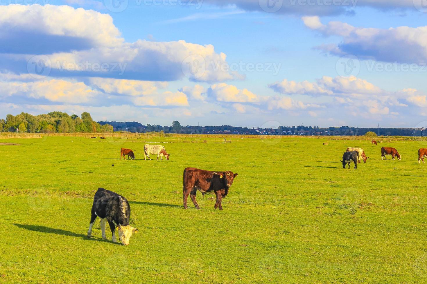 norddeutsches landwirtschaftsfeld mit kühen natur landschaft panorama deutschland. foto