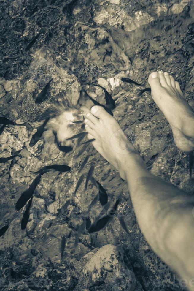 fische beißen füße im wasser cenote tajma ha mexiko. foto