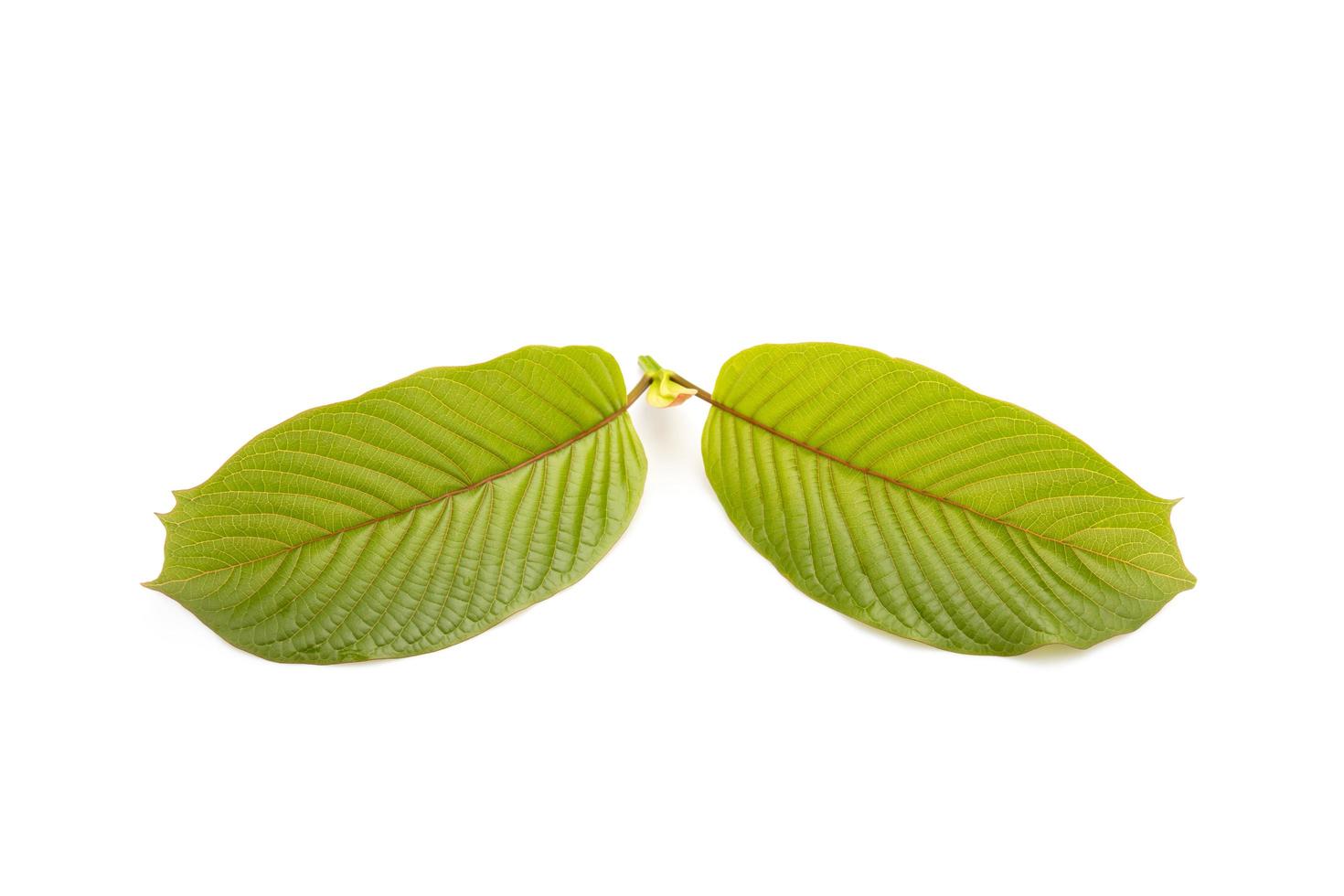 frisches Mitragyna-Speciosa-Blatt oder Kratom-Baum. Atelieraufnahme lokalisiert auf Weiß foto