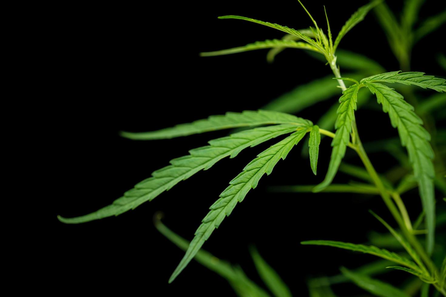 Blatt grün frisch von Marihuana-Baum auf schwarzem Hintergrund foto