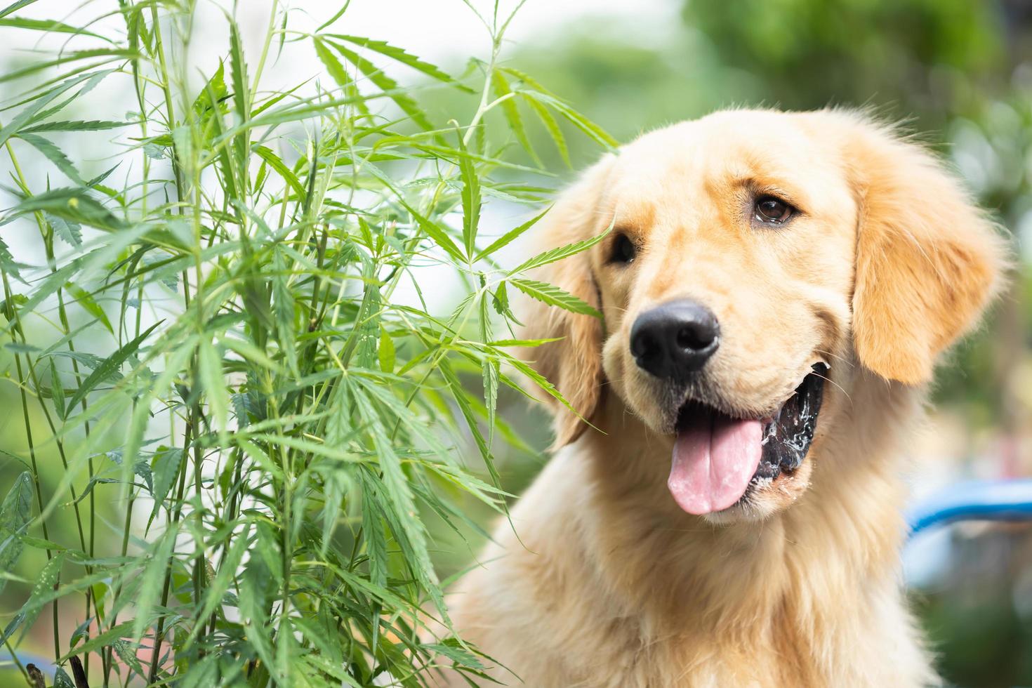 Brauner Hund Golden Retriever sitzt neben dem grünen Marihuanabaum foto