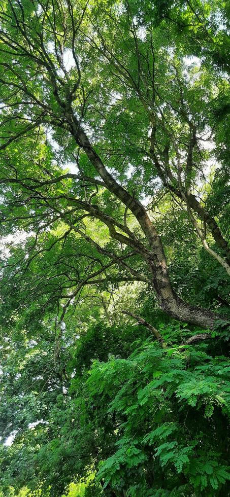 schöne natur der ukraine foto