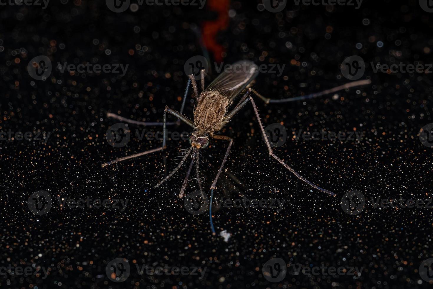 erwachsenes Culicine-Mückeninsekt foto