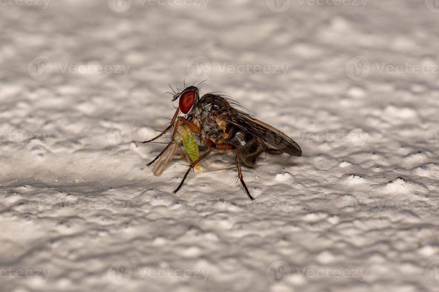 erwachsene Moschusfliege, die eine erwachsene nicht beißende Mücke jagt foto