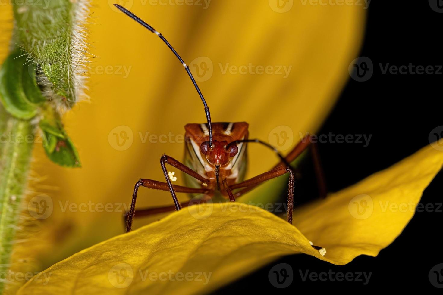 erwachsener Blattfußkäfer foto