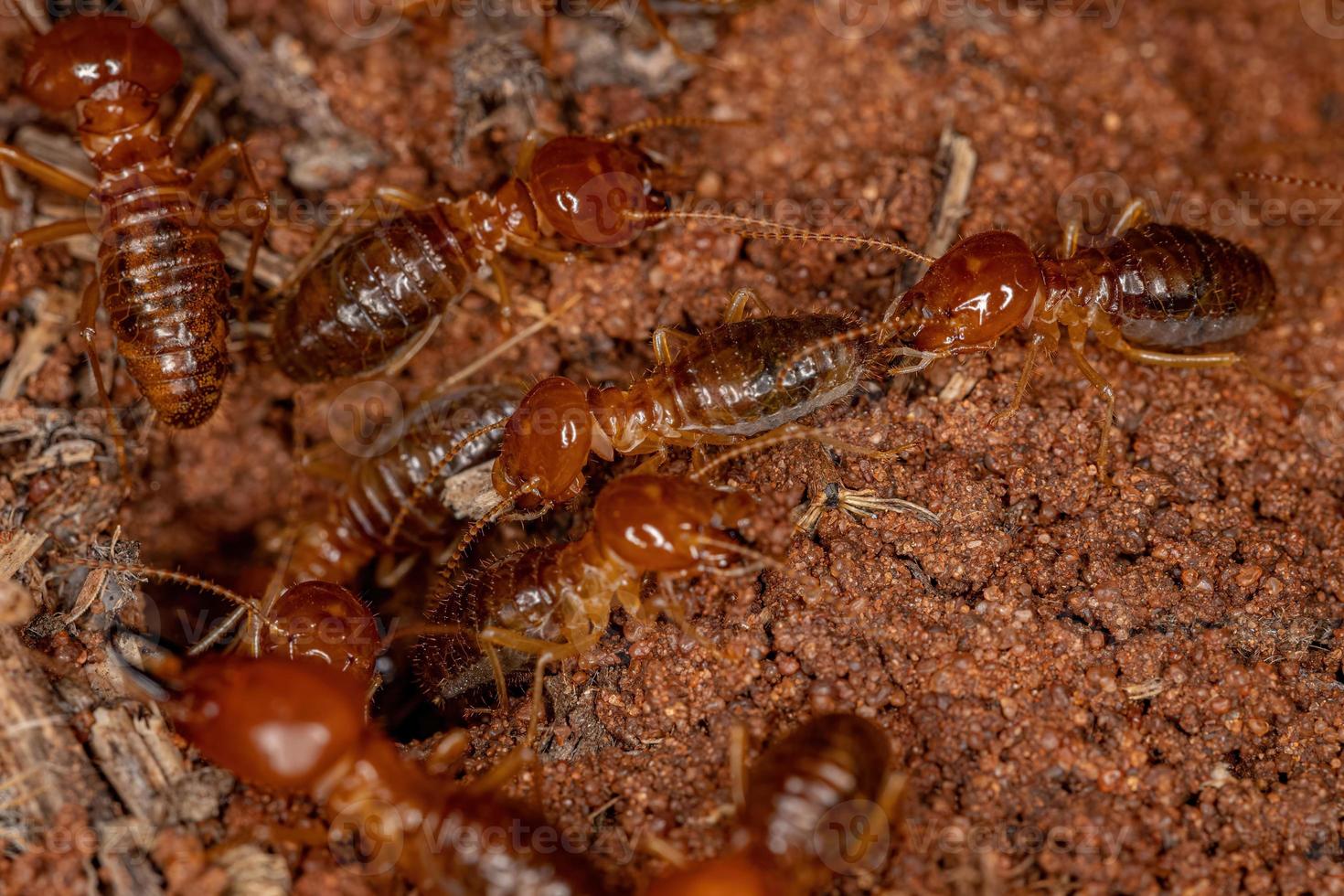 ausgewachsene kieferschnäuzige Termiten foto