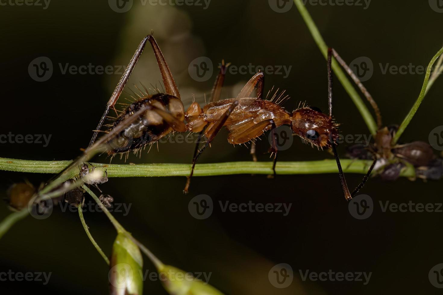 erwachsene weibliche Tischlerameise foto