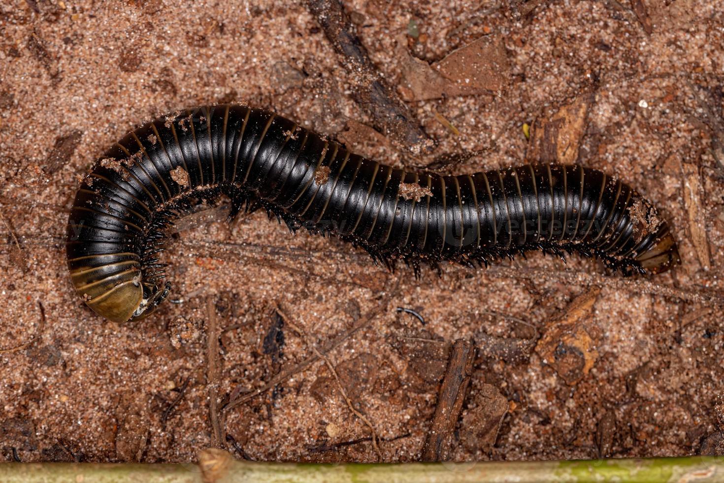 erwachsene Tausendfüßler-Arthropoden foto