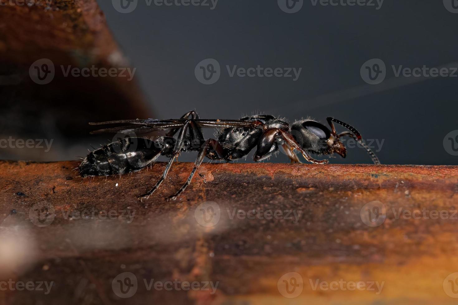 erwachsene Ameisenkönigin foto