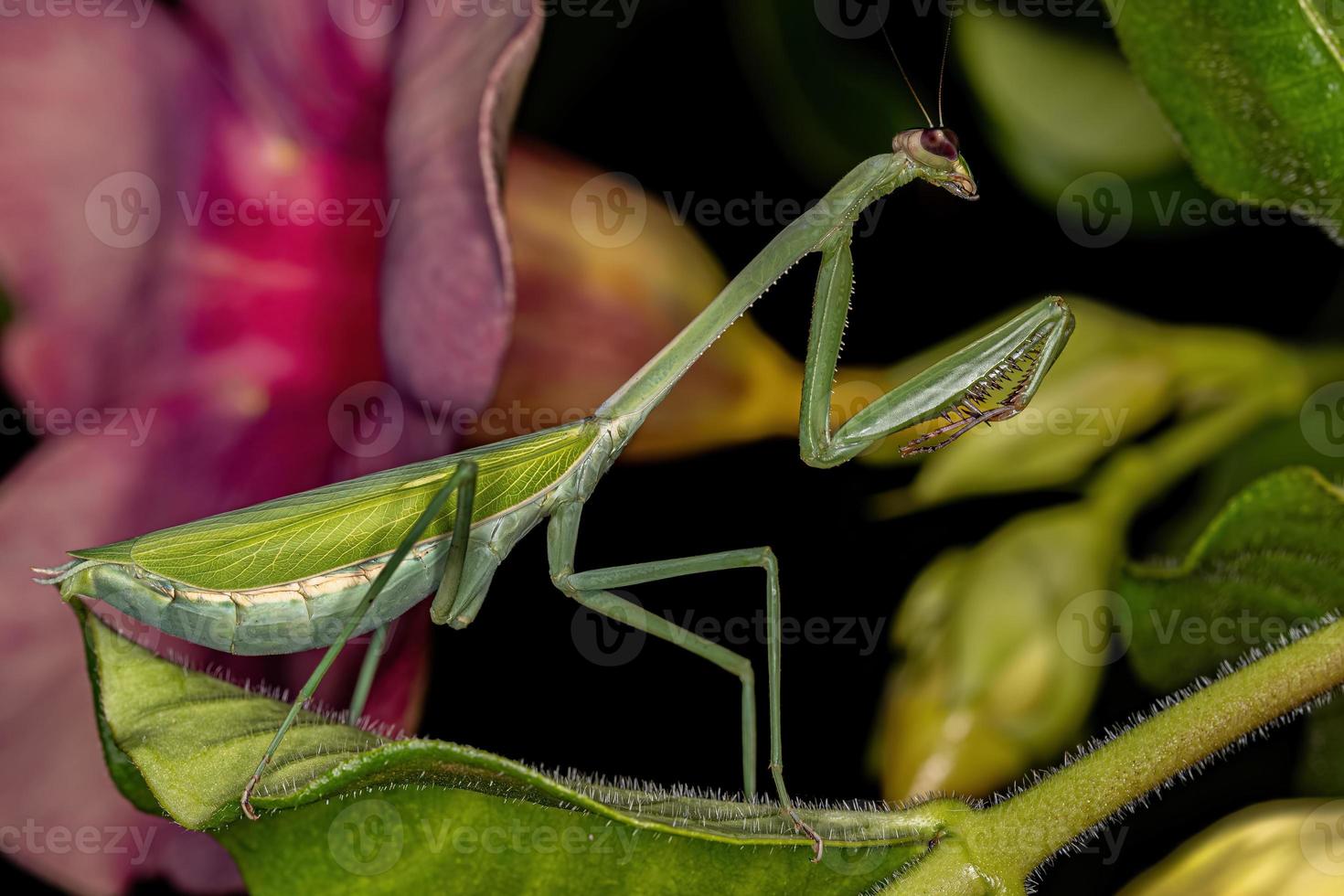 erwachsene weibliche Mantis foto