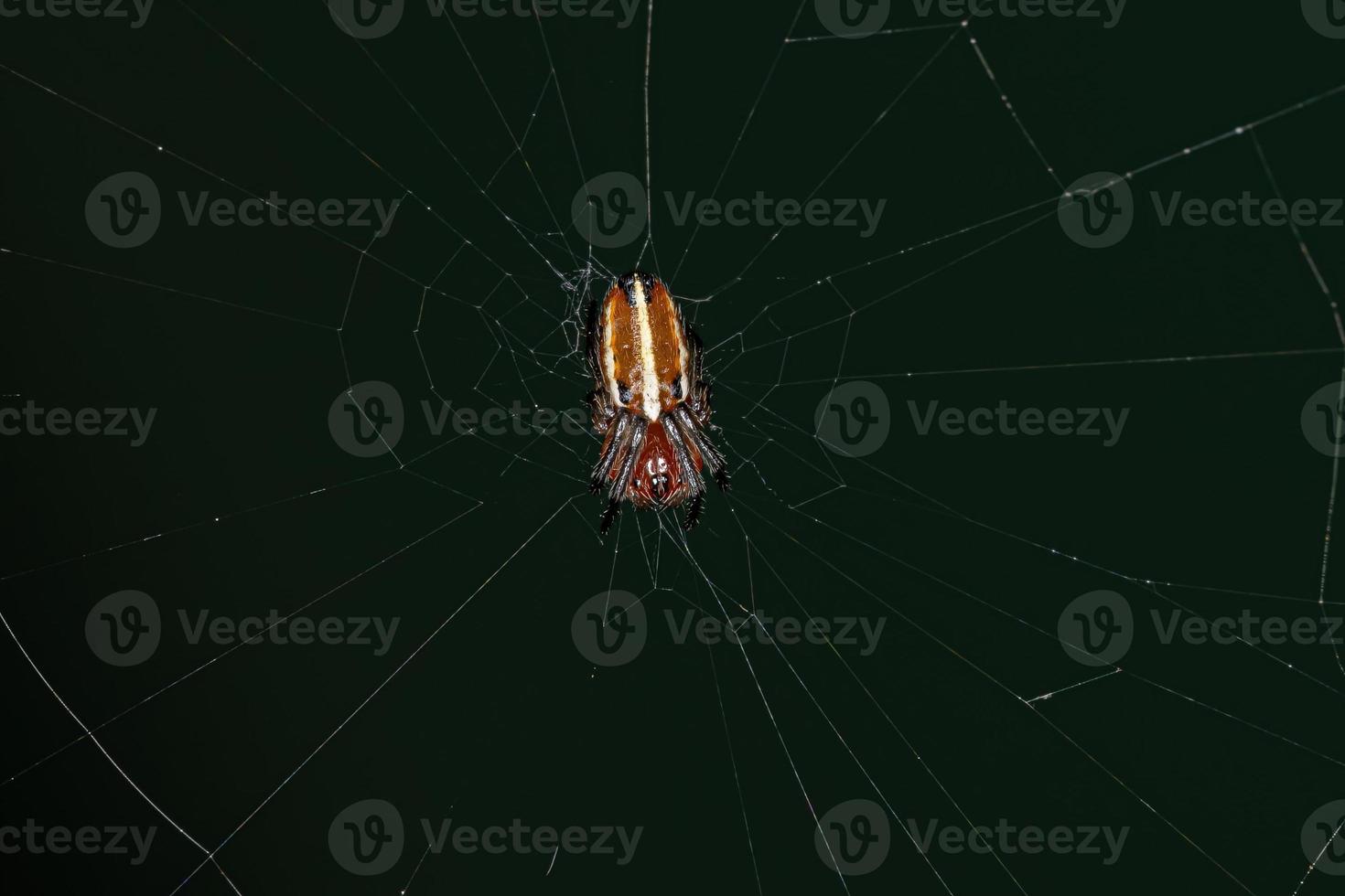 typische Orbweaver-Spinne foto