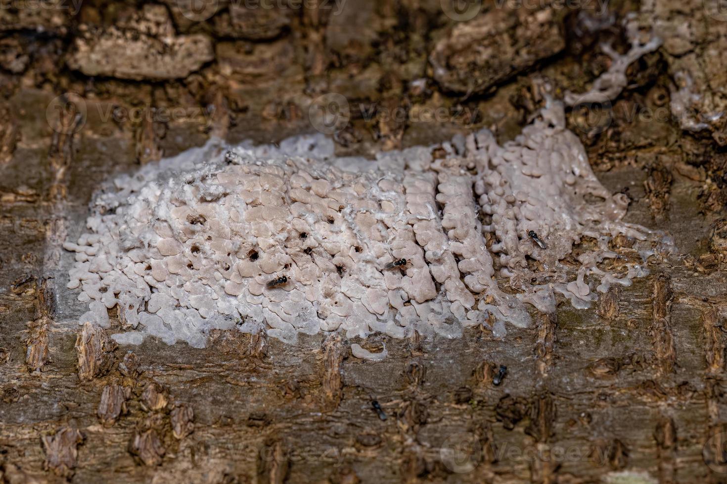 Eiersack eines hemipterischen Insekts, das von Wespen parasitiert wird foto