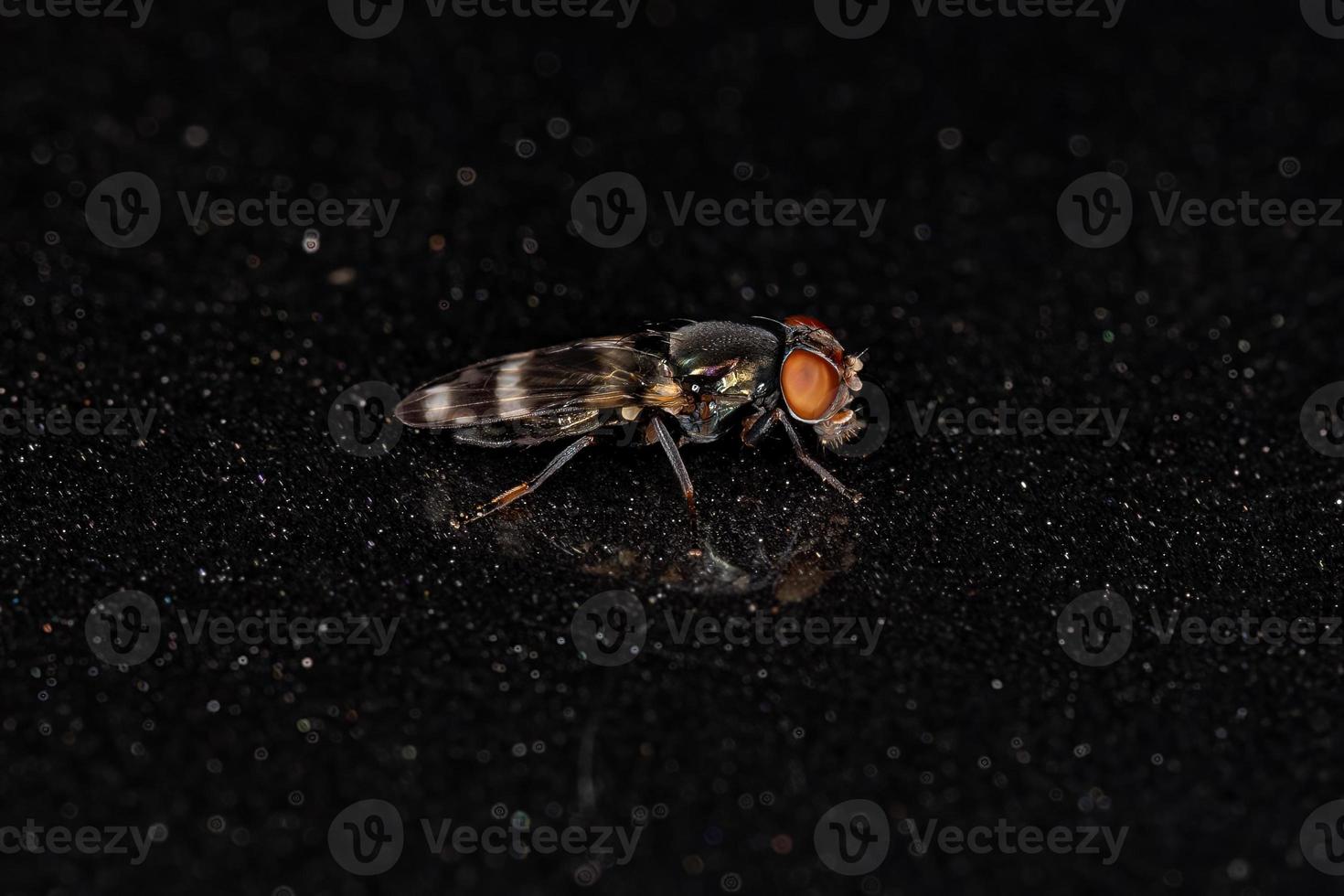 Bildgeflügelte Fliege für Erwachsene foto