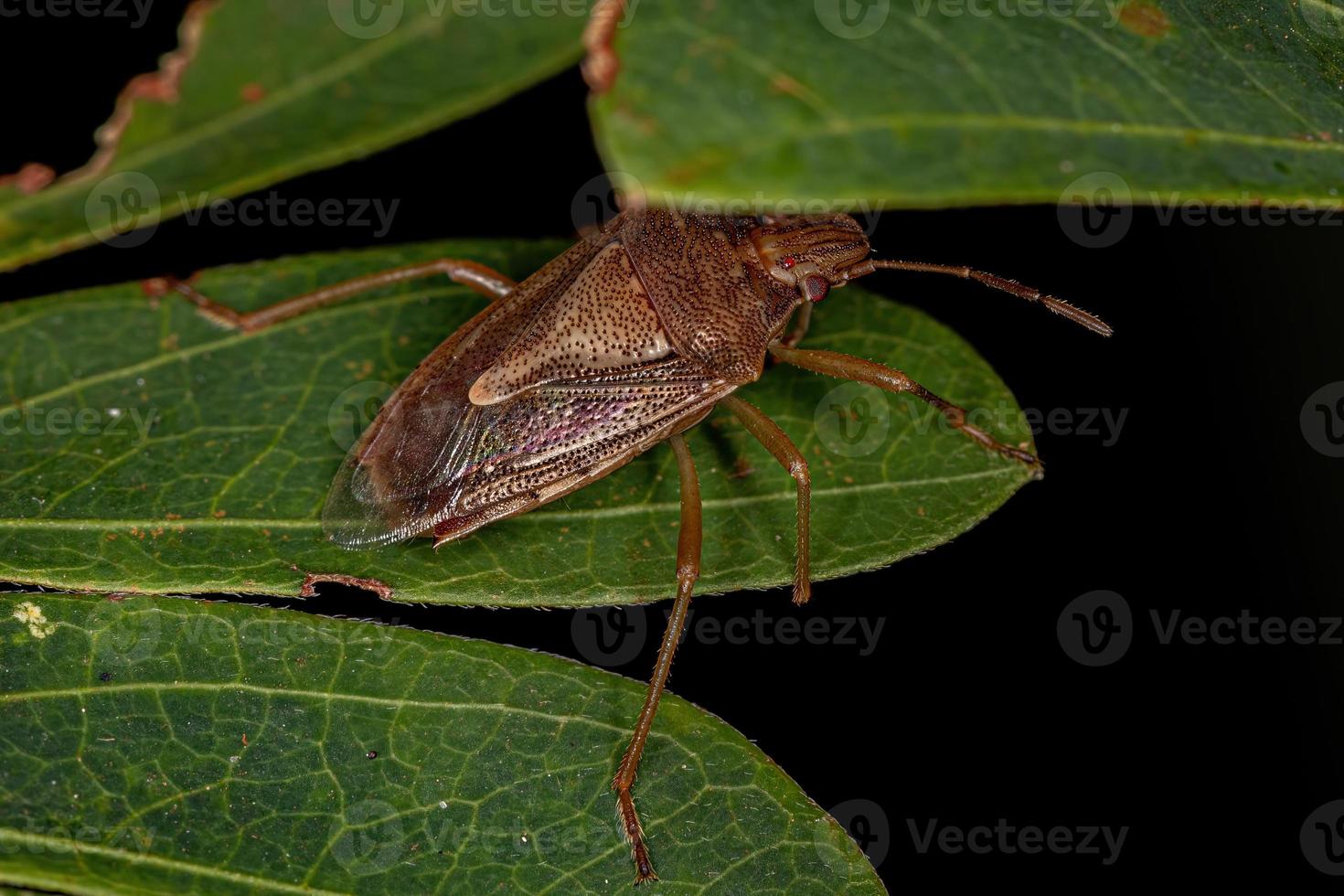 Erwachsene stinken insekten foto