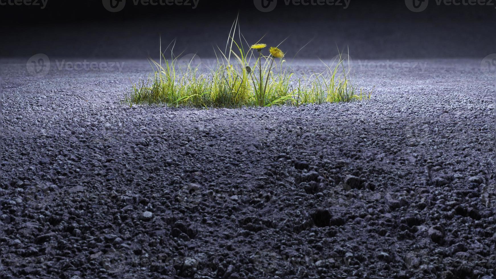 das thema ökologie, die pflanze wächst auf asphalt 3d-rendering foto