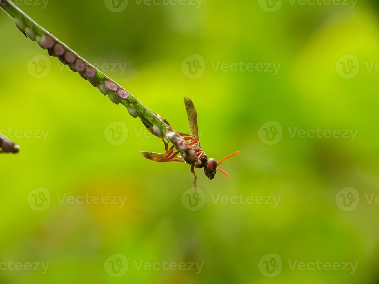 kleine Wiesenbienen mit natürlichem Hintergrund foto