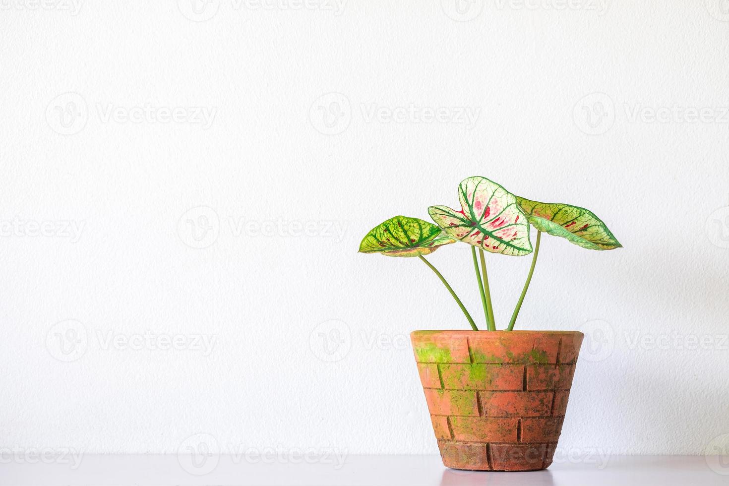 Caladium-Pflanze im orangefarbenen Tontopf isoliert auf weißem Hintergrund. caladium grüne blätter luftreiniger pflanze drinnen, wohnzimmer foto