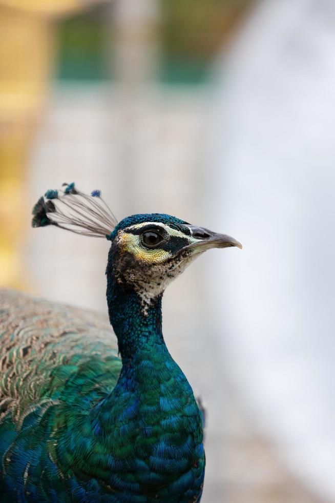 blauer Pfau aus nächster Nähe foto