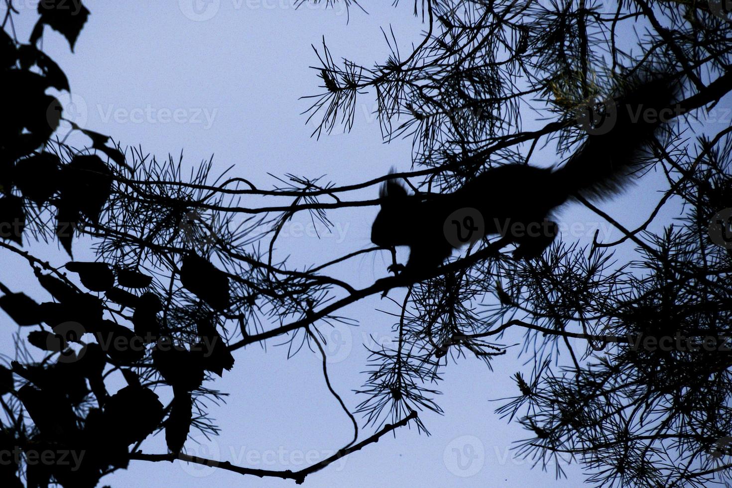Dämmerung, ein Eichhörnchen auf einem Baum springt foto