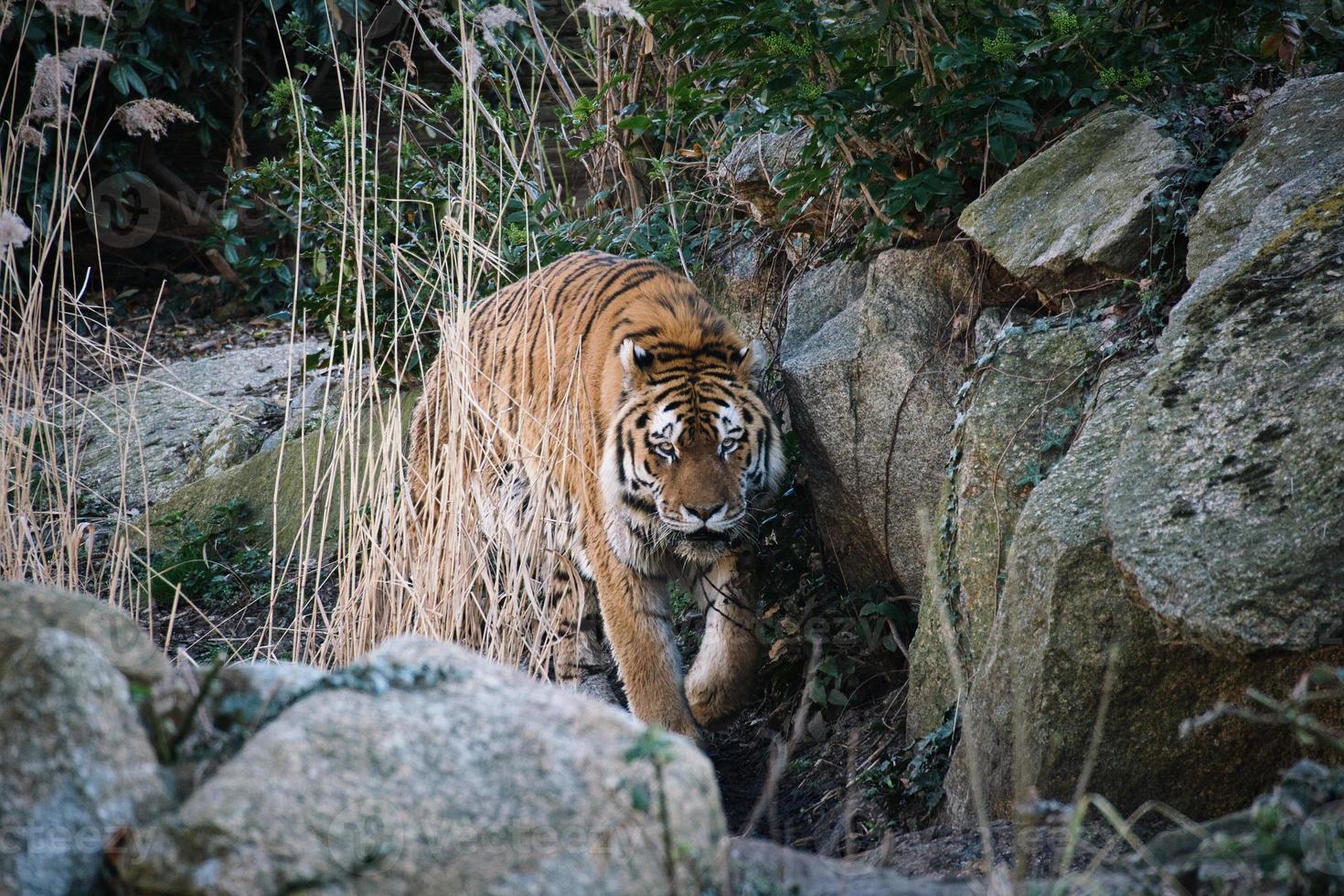 Sibirischer Tiger. elegante große Katze. gefährdetes Raubtier. weiß, schwarz, orange gestreiftes Fell foto