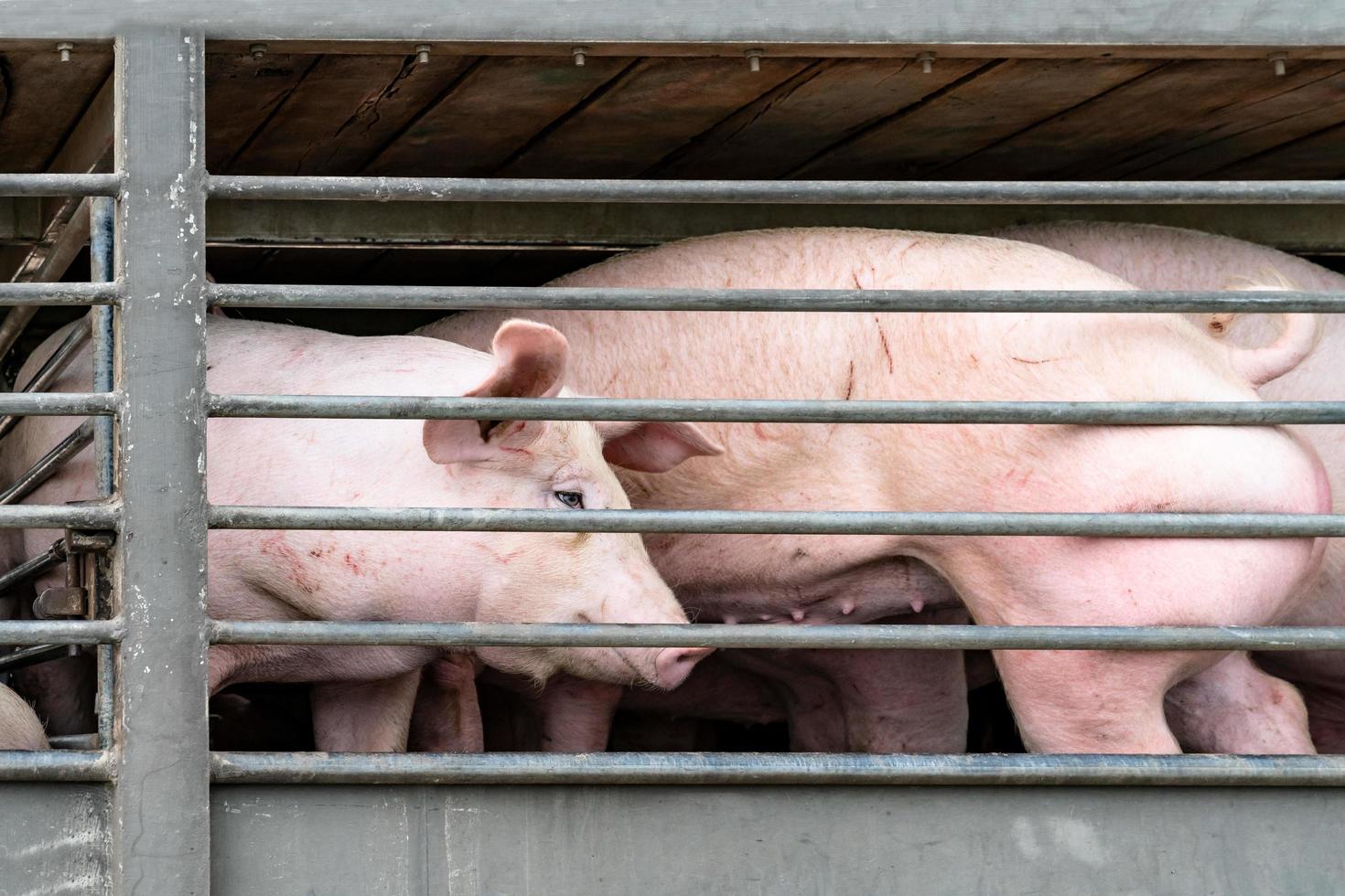 LKW-Transport Schweine foto