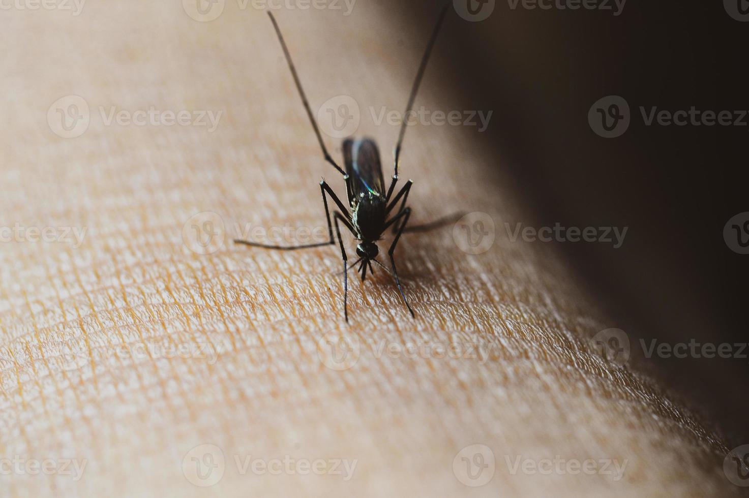 Mücken in tropischen Wäldern saugen Blut auf menschlicher Haut. foto