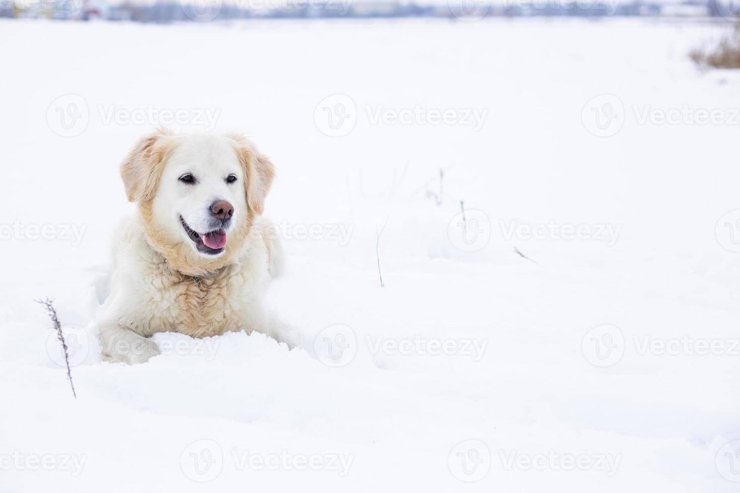 großer labrador retriever-hund in der winterlandschaft liegt im schnee in der schneeverwehung. foto