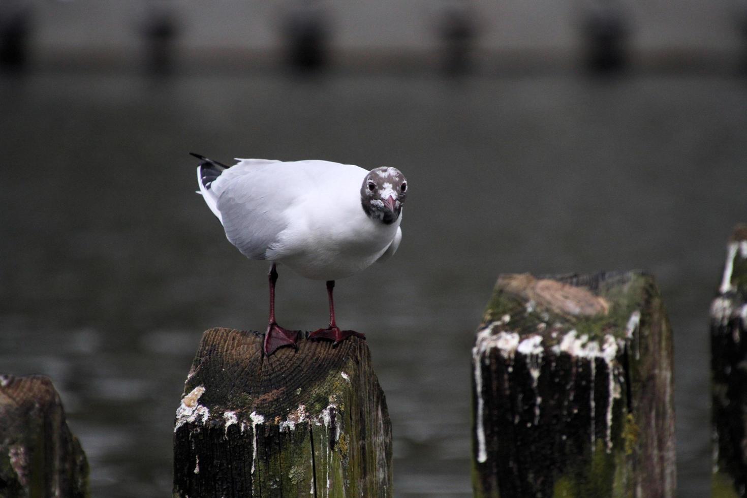 ein Blick auf eine Lachmöwe foto