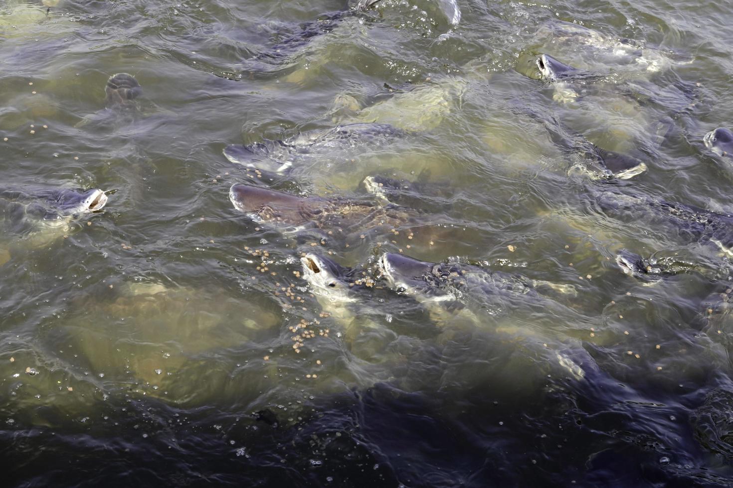 pangasius - im Fluss um Nahrung wetteifernd, ist es eine große Anzahl von Fischen, die als Süßwasserfisch, ein geschmackloser Fisch, ein Wildfisch für Angler, der in den Süßwassern Thailands zu finden ist, ums Überleben kämpfen. foto