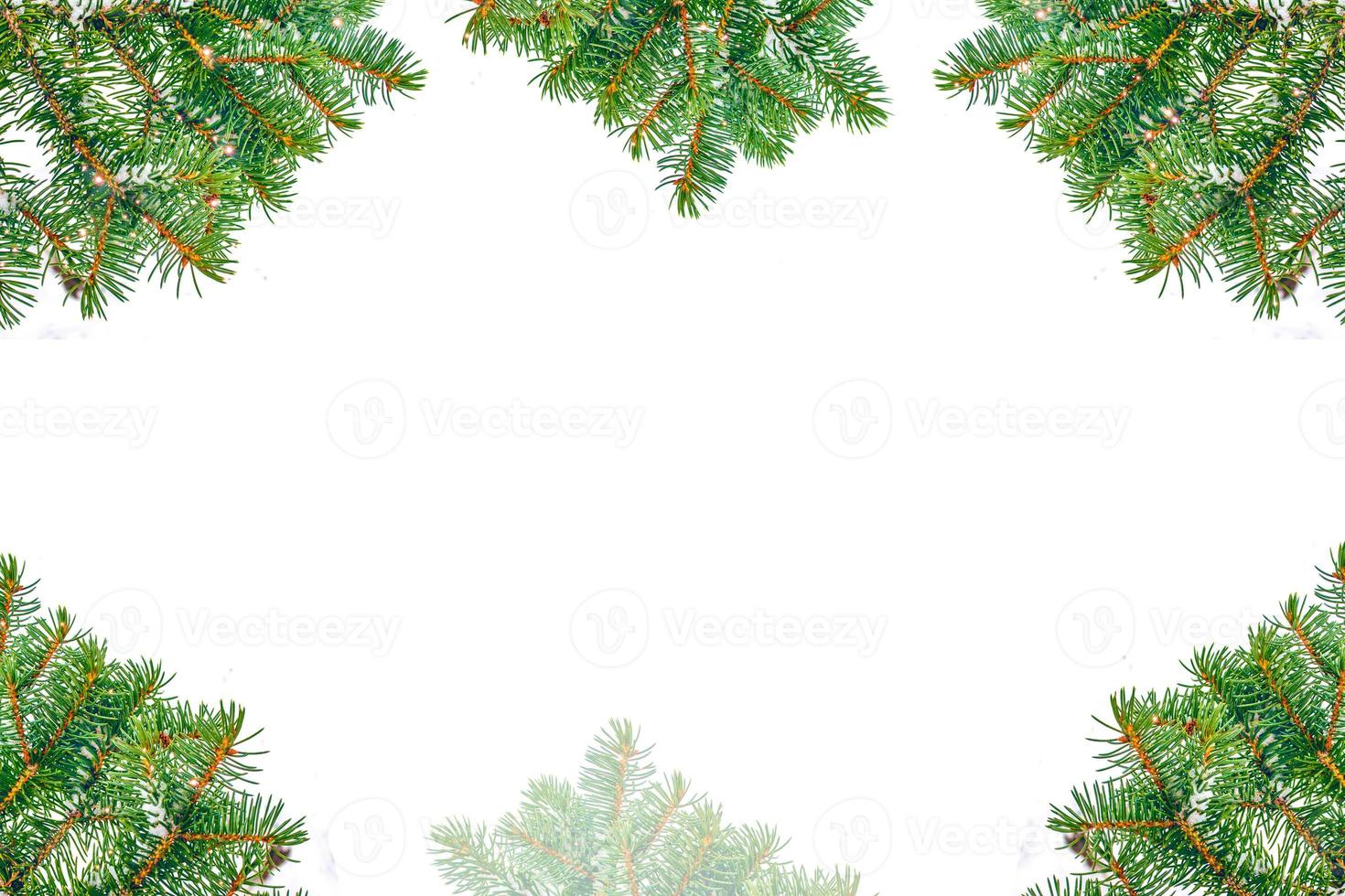 die zweige des schneebedeckten baums weihnachtsbaum foto