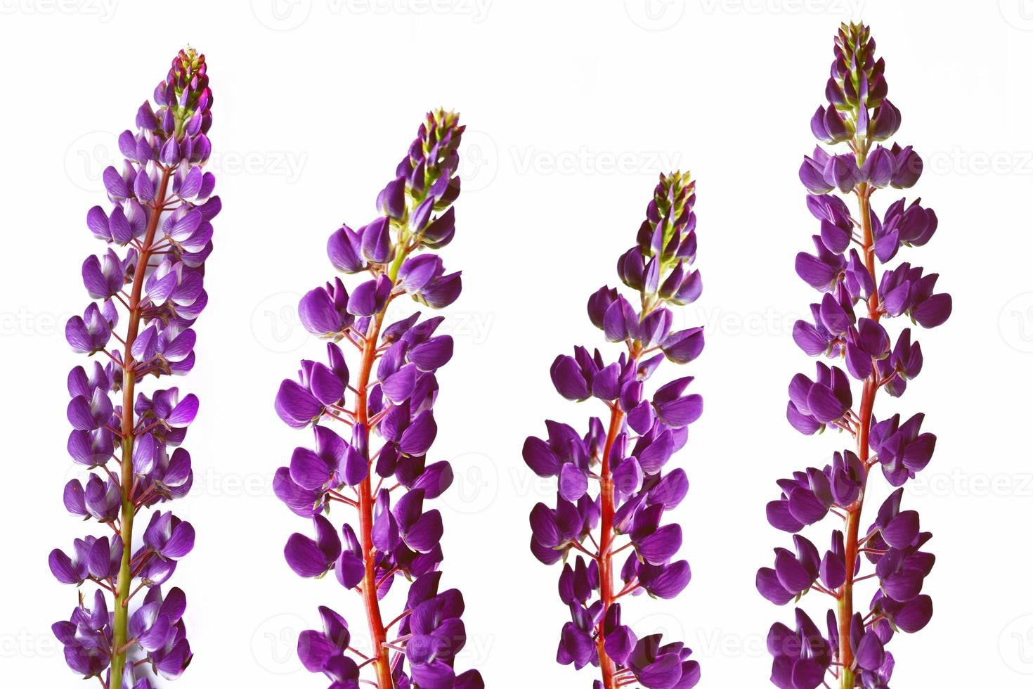 lila Lupine isoliert auf weißem Hintergrund. Sommer Wildblumenknospe. violette Wildblume. foto