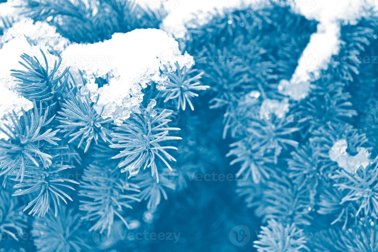 gefrorener Winterwald mit schneebedeckten Bäumen. foto