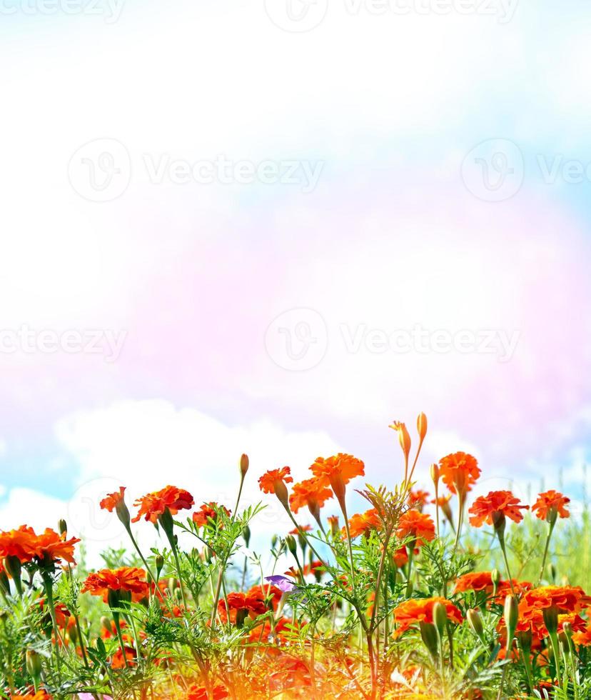 Bunte helle Blumen Ringelblume vor dem Hintergrund der Sommerlandschaft. foto