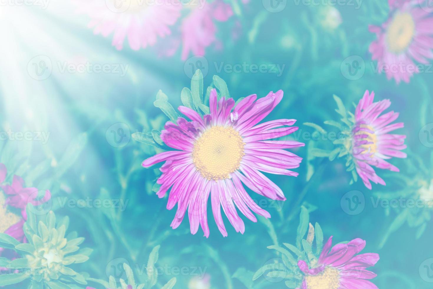 bunte Herbstblumen der Aster foto