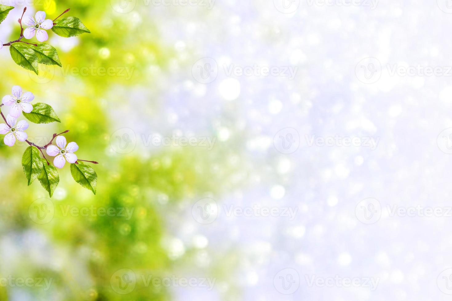 leuchtend bunte Frühlingsblumen foto