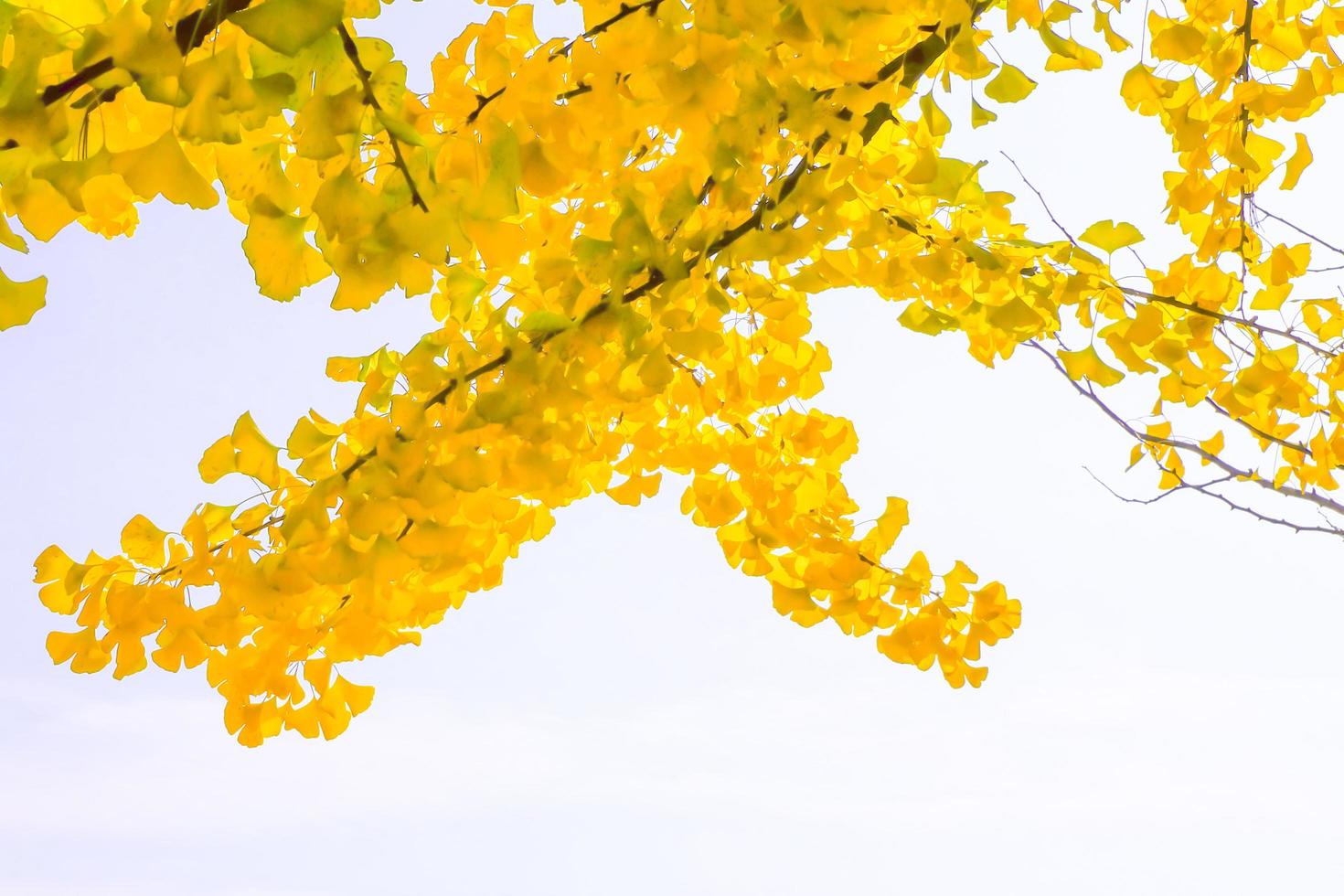 Gelbe Ginkgo-Biloba-Blätter im Herbst auf weißem Hintergrund foto