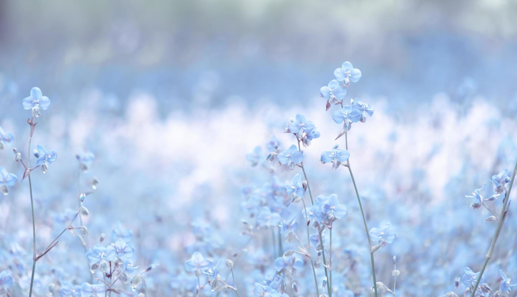 blumenblüte auf dem feld, schöner anbau und blumen auf der wiese, die morgens blühen. weiche pastellfarben auf natur-bokeh-hintergrund, vintage-stil foto