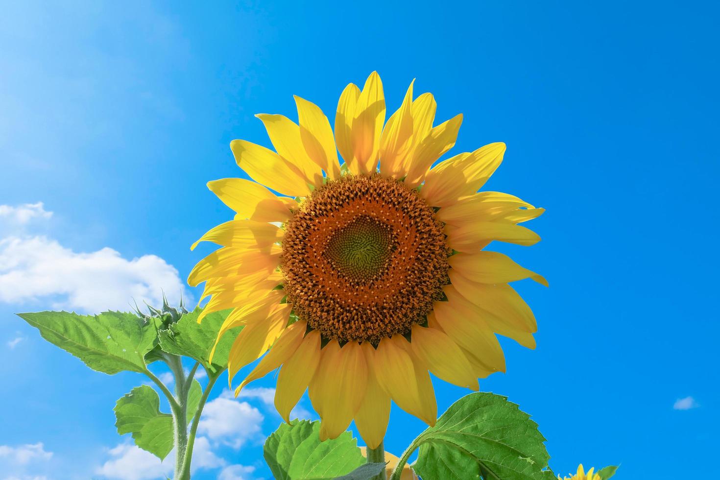 Sonnenblumenfeld schön mit auf den blauen Himmel foto