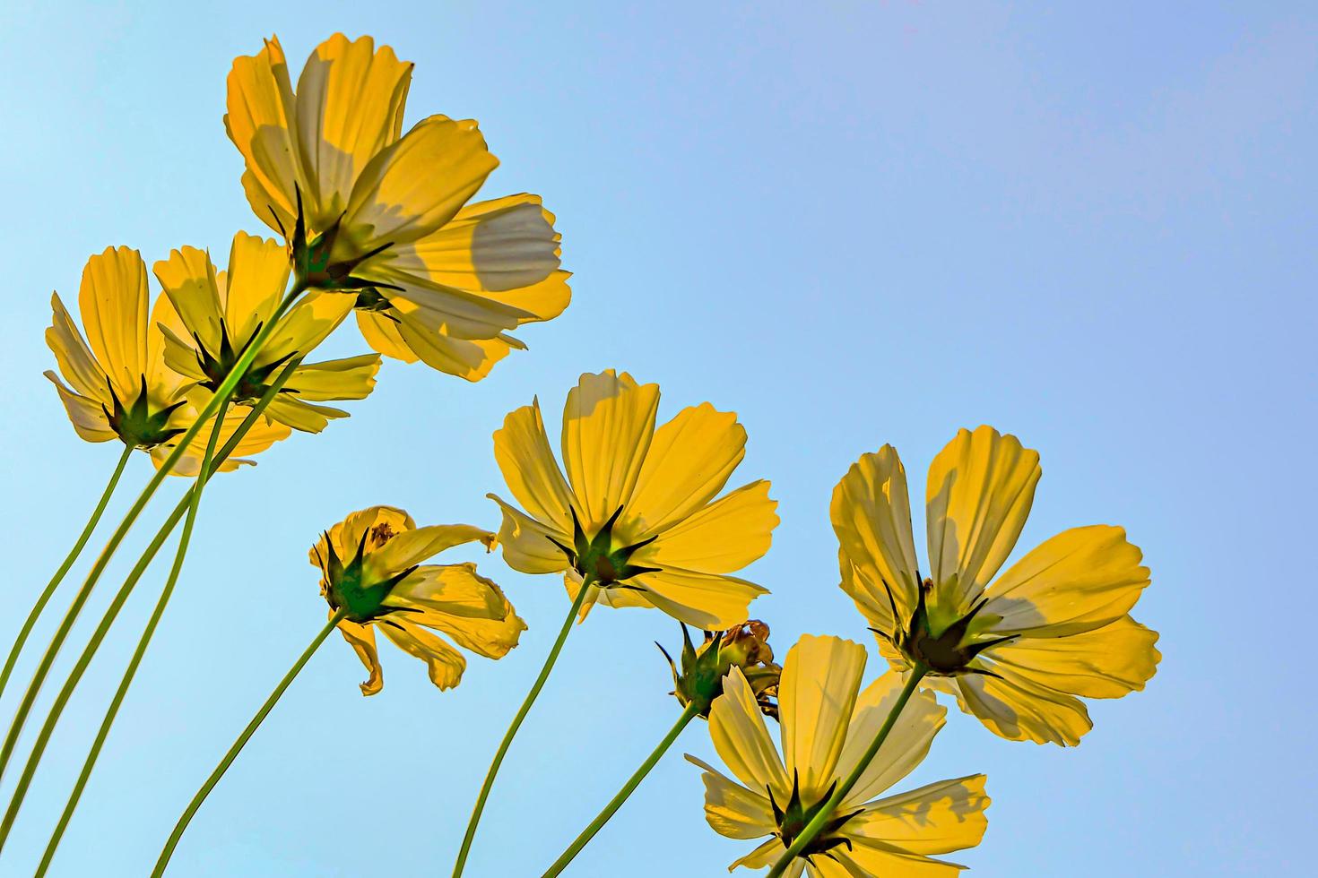 Low Angle View von gelben Blütenpflanzen gegen den blauen Himmel foto