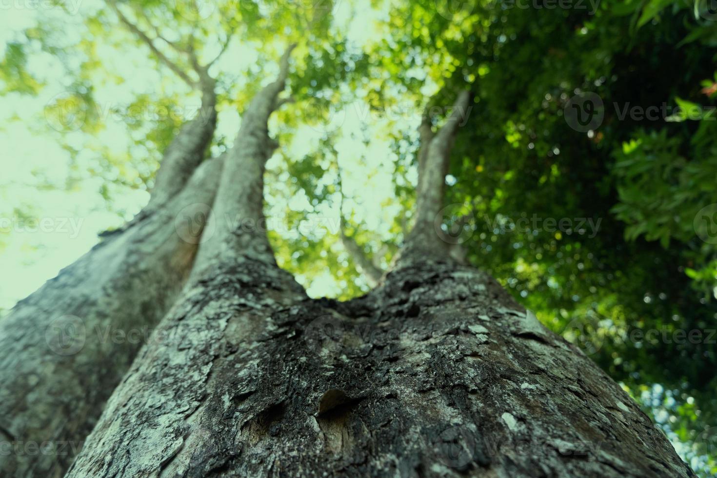 selektiver Fokus auf Baumrindenstruktur, Konzeptfoto für Tag der Erde und Rettung der Erde foto