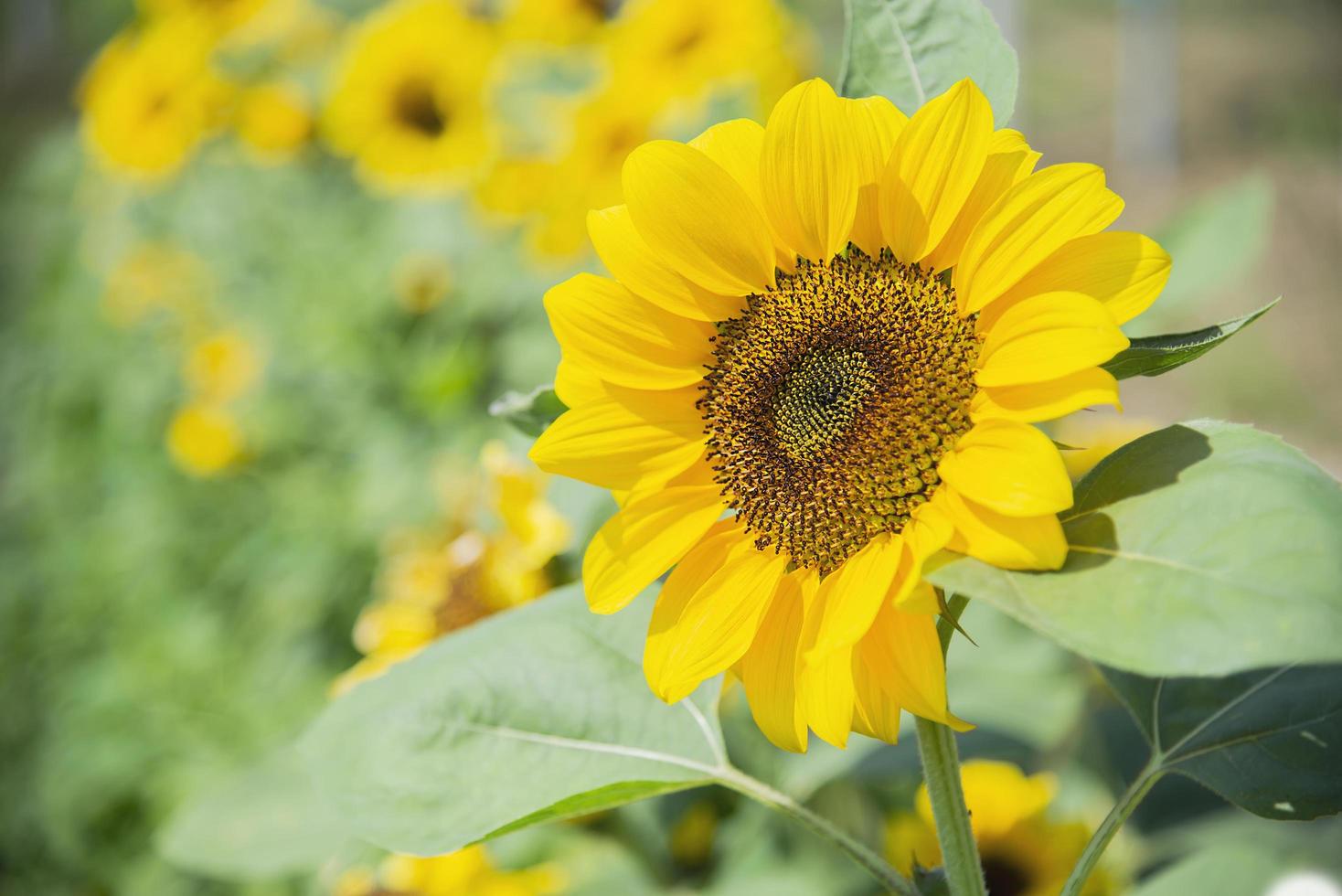 Bunte Sonnenblumen im Garten - schönes Naturblumenkonzept foto