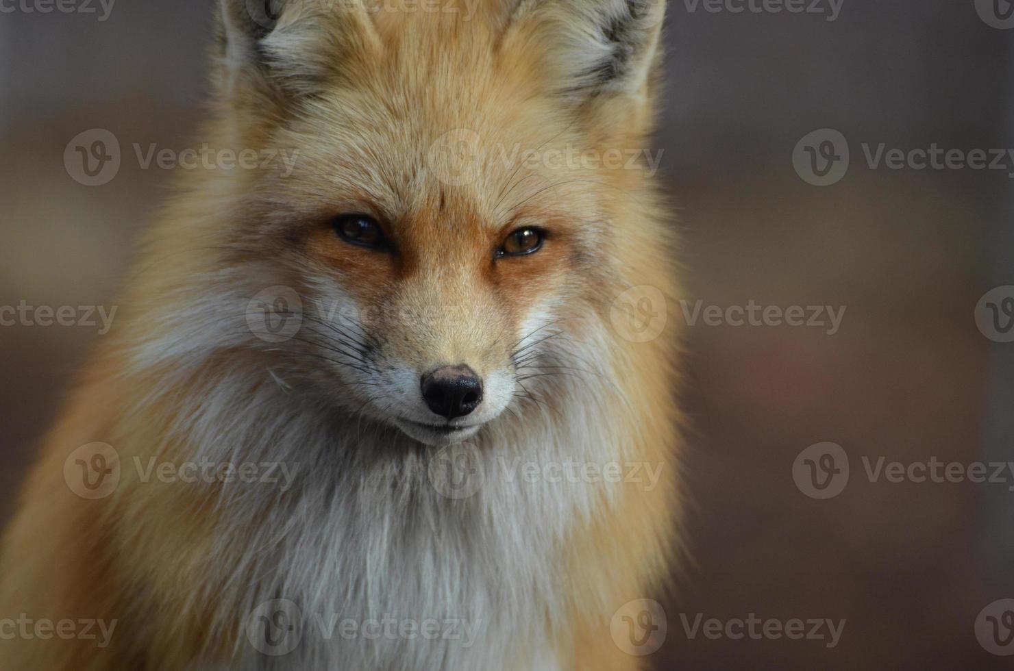 erstaunlicher flauschiger Rotfuchs foto