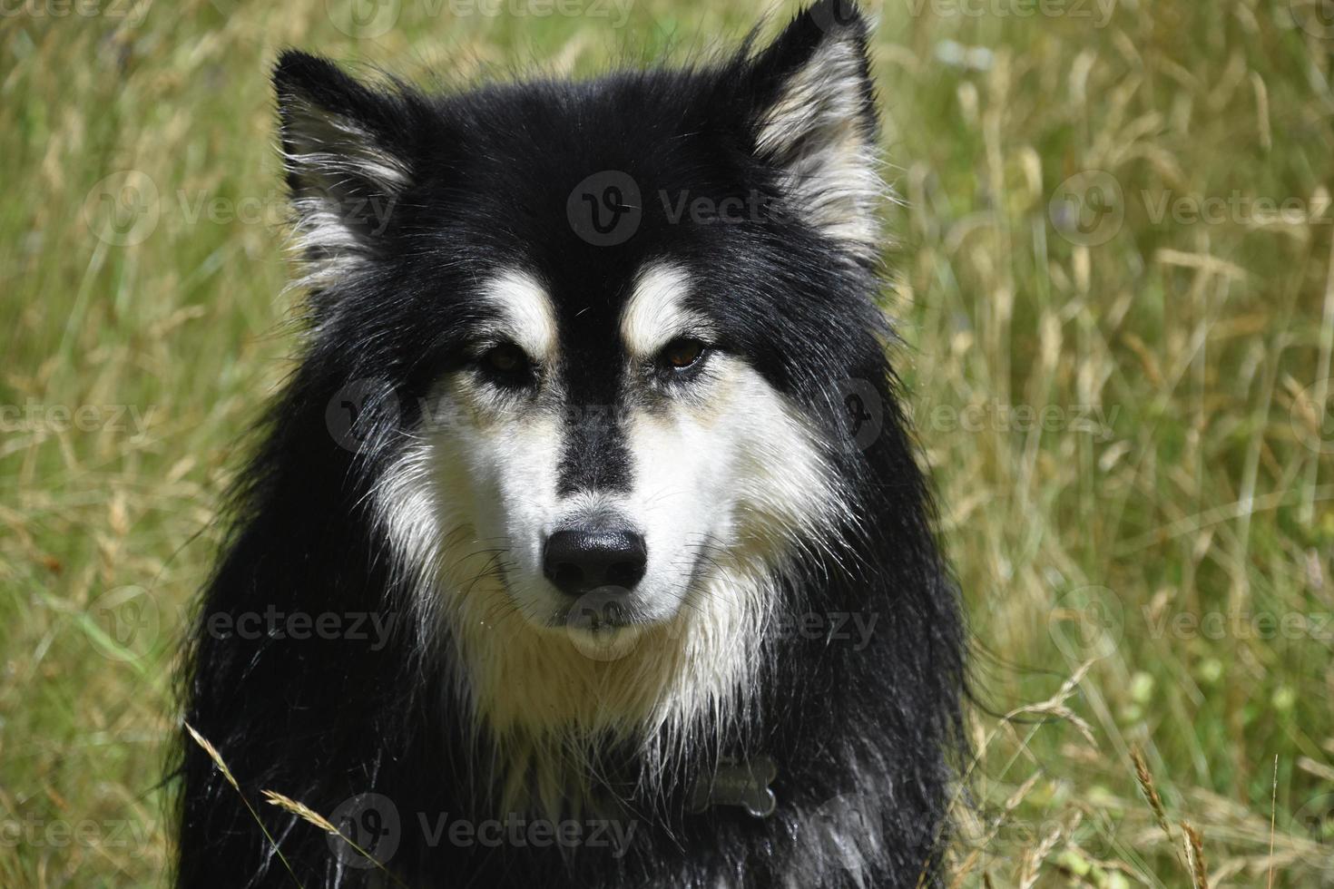 Erstaunlicher Husky-Hund, der auf einer Wiese sitzt foto