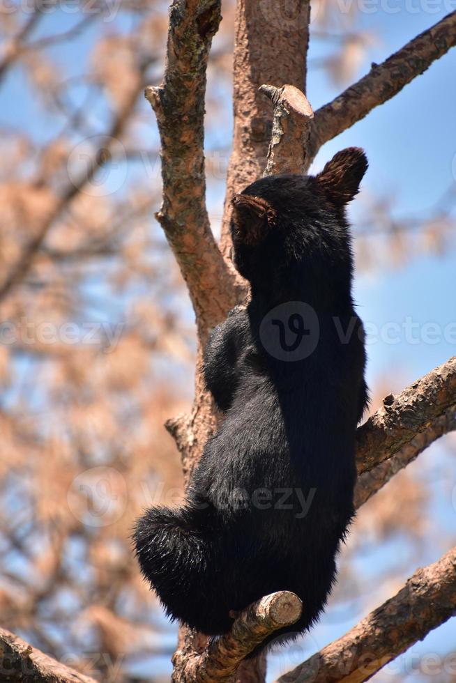 junges schwarzes Bärenjunges, das einen Baumstamm hinaufklettert foto