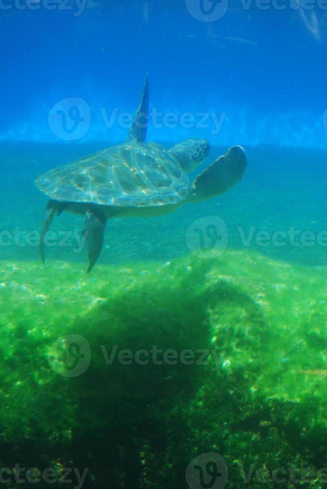 Meeresschildkröte, die im Ozean schwimmt foto