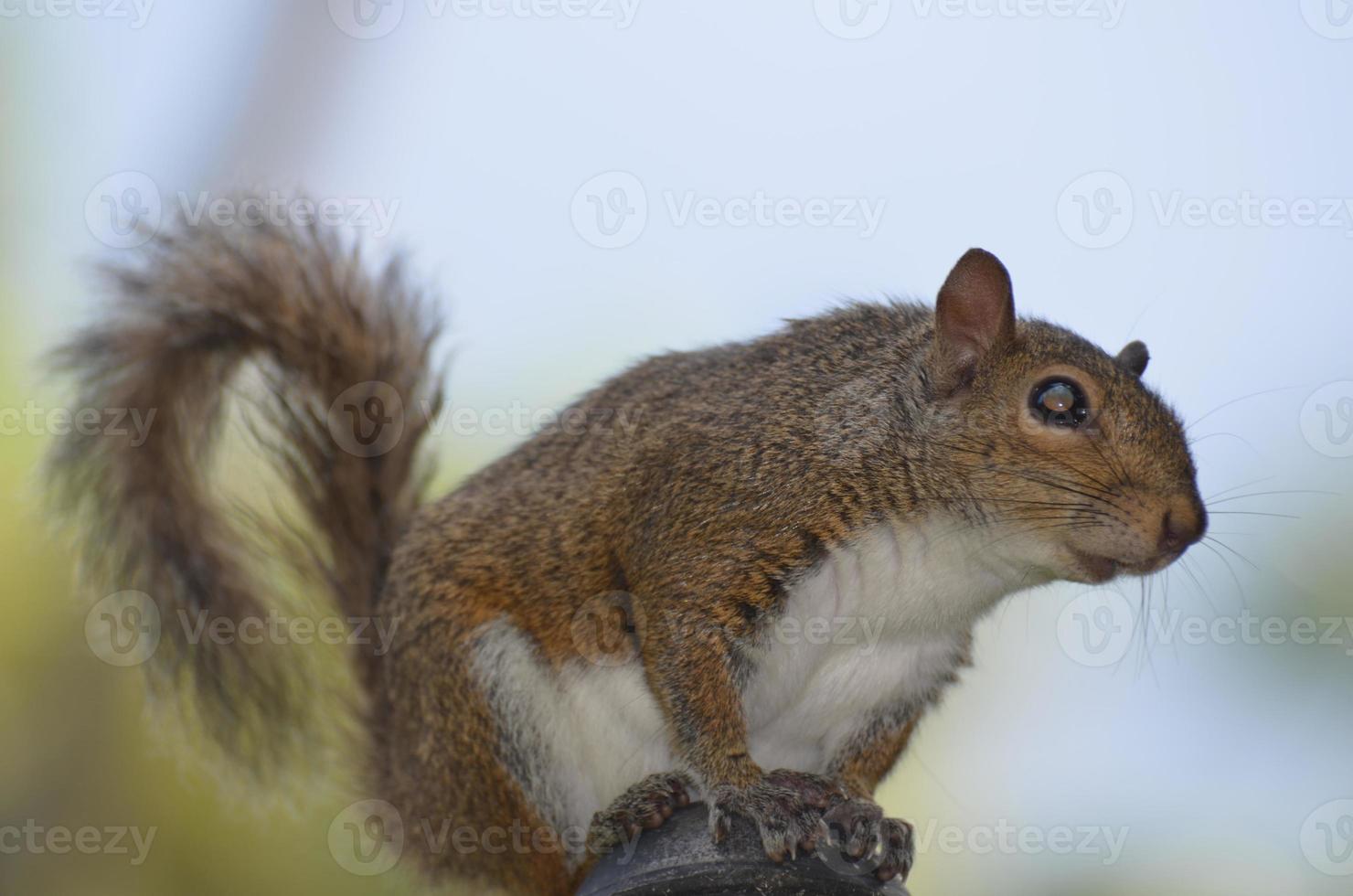 Eichhörnchen thront auf einem Pfosten foto